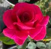Brindabella Purple Prince rose photo