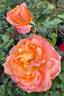 Maui Sunrise rose photo