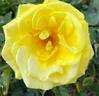 Sunny Delight rose photo