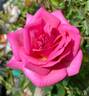 Swing Time rose photo