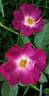 Princesse Sibilla de Luxembourg rose photo