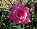 Affirm rose photo