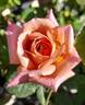 Coffee Country ™ rose photo