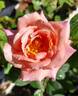 Coffee Country ™ rose photo