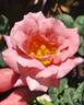 Coffee Country ™ rose photo