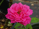Babe Ruth rose photo