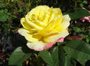 Bella'roma rose photo