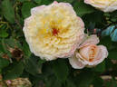 Beryl Bach rose photo