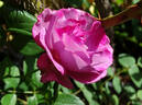 Blue River ® rose photo