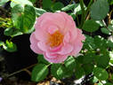 Bow Bells ™ rose photo