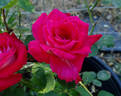 Brandenburg Gate ™ rose photo