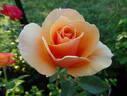 Brandy ™ (hybrid tea, Swim rose photo