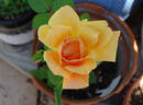 Butterscotch rose photo