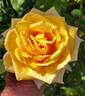 Golden Oldie rose photo