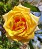 Golden Oldie rose photo