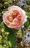 Evelyn ™ rose photo
