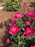 Betty Vickers rose photo