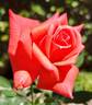 Orange Classic rose photo