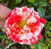 True Charm rose photo