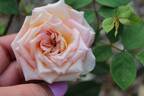 Kaiserin Friedrich rose photo