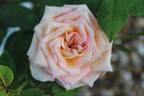 Kaiserin Friedrich rose photo