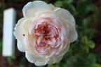 Romantic Love rose photo