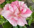 Flamingo Dancer rose photo