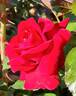 Ruby Vigorosa ™ rose photo