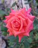 Orange Classic rose photo