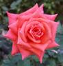 Orange Classic rose photo