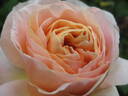 Floriana rose photo