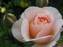Floriana rose photo