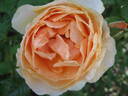 Floriana rose photo