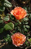 Jean de Luxembourg, roi de Bohême rose photo