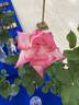 Vibrant Vonnie rose photo