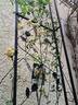 Lutea rose photo
