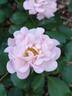 Blushing Drift rose photo