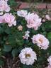 Blushing Drift rose photo