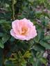 Blushing Drift rose photo