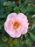 Blushing Drift rose photo