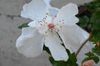 Jacqueline du Pré rose photo