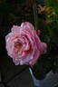 Miyabi rose photo