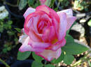Camphill Glory rose photo