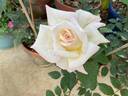 Touch of Venus rose photo