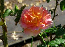 Caribbean Breeze rose photo