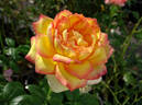 Centennial Star rose photo