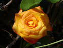Chris Evert ™ rose photo