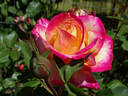 Classic Beauty ™ rose photo
