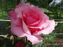 Columbus Queen rose photo