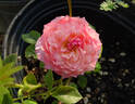 Constance rose photo